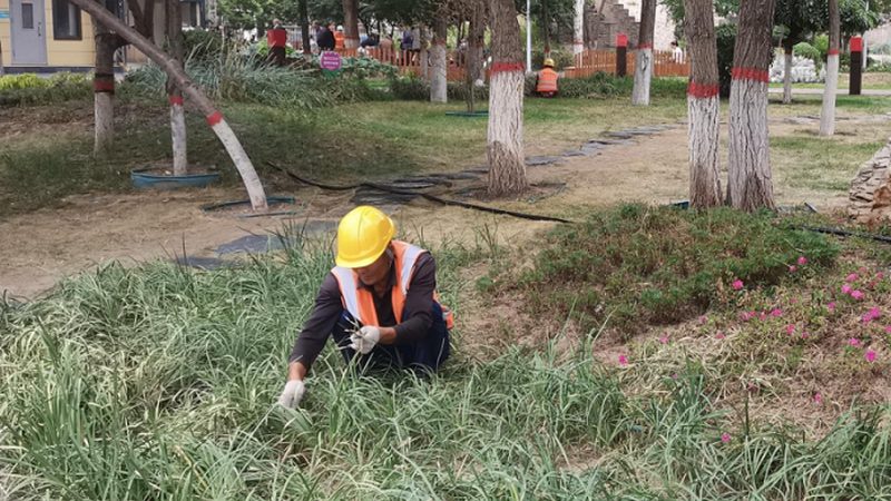 市政绿化苗木公司排名背后的考量因素**