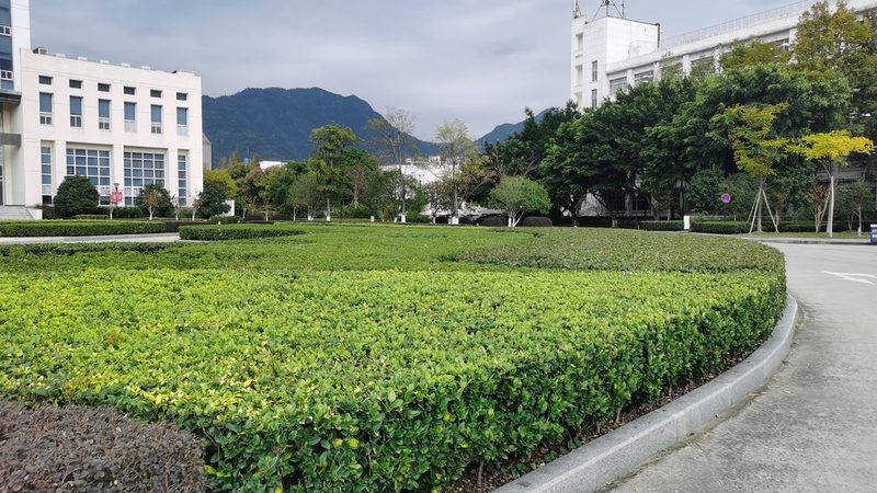 零基础也能掌握的苗木种植技术核心要点